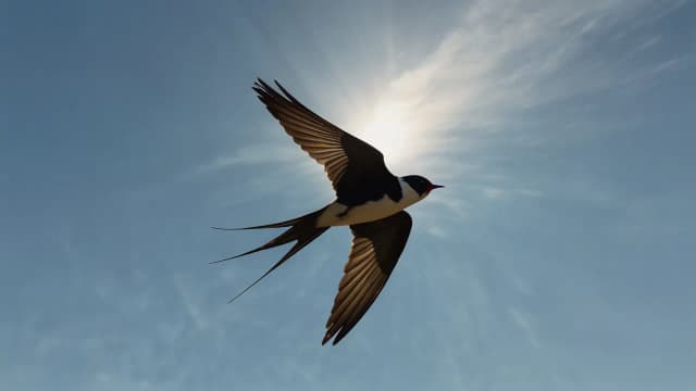 Symbolika jaskółki: Jakie znaczenie ma ona w różnych kulturach? Symbolika jaskółki: Jakie znaczenie ma ona w różnych kulturach?